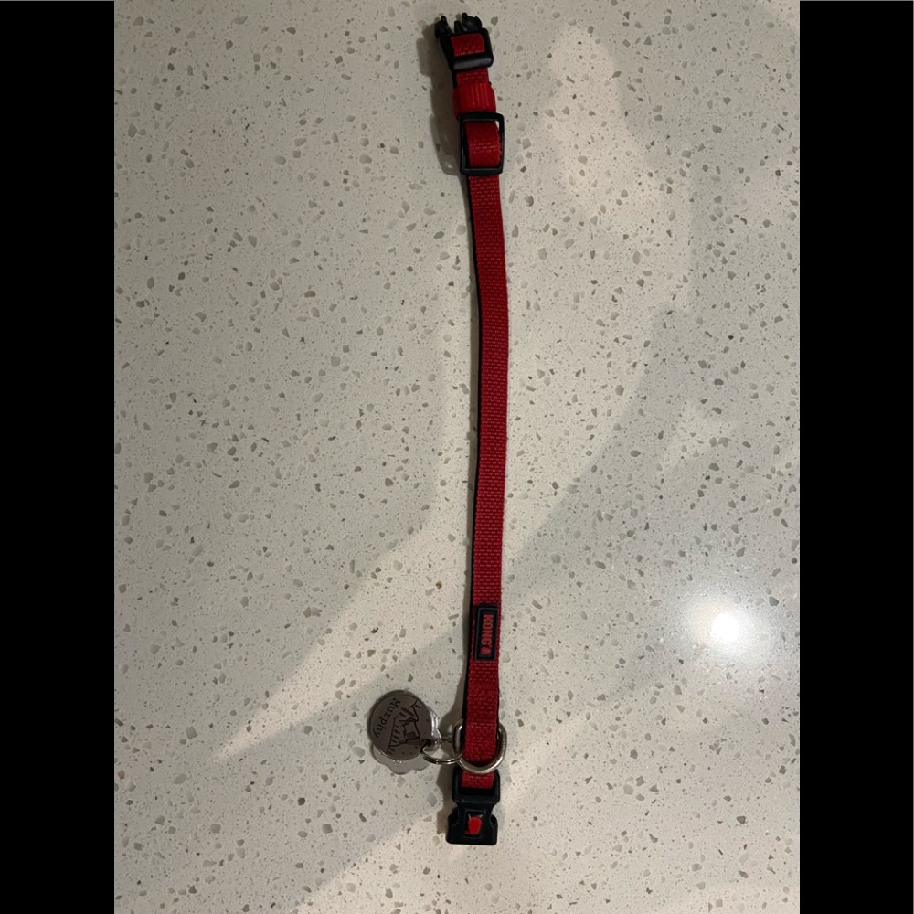 KONG Padded Comfort Dog Collar